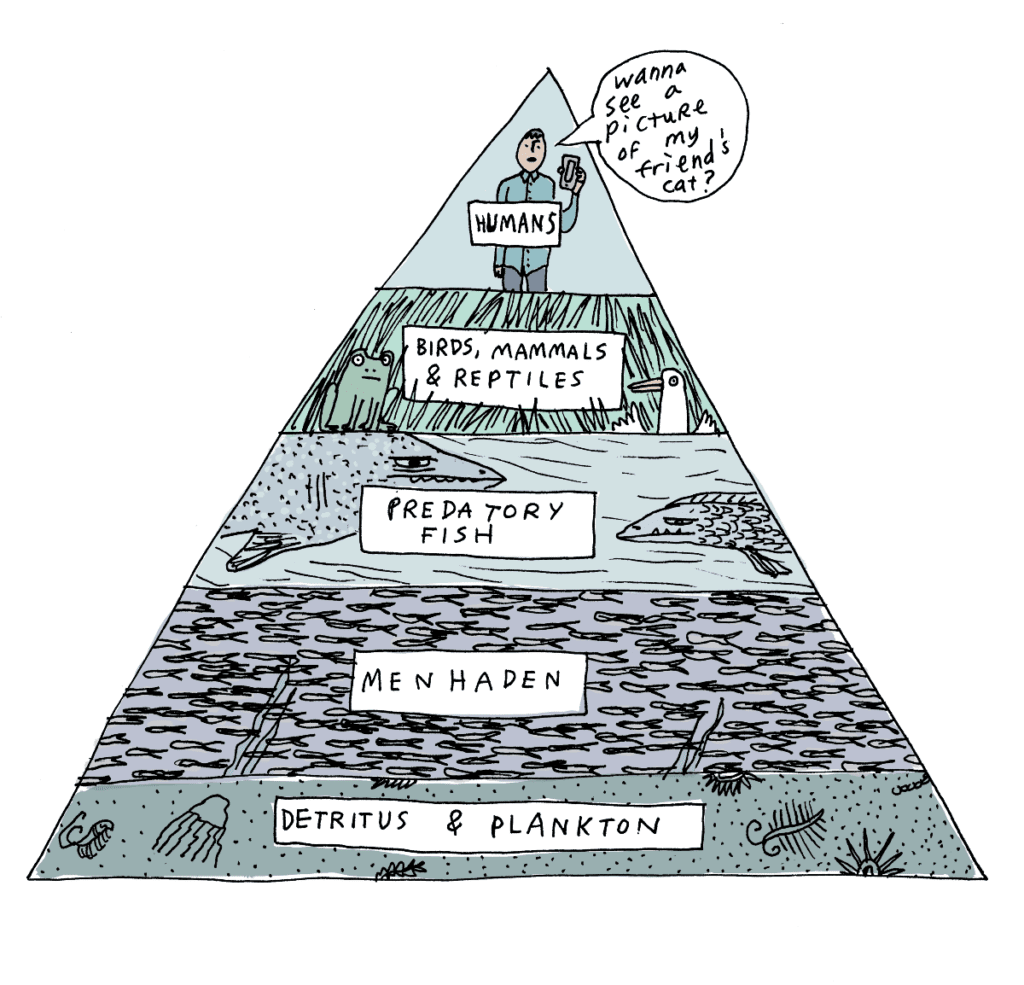 Menhaden on the Food Pyramid